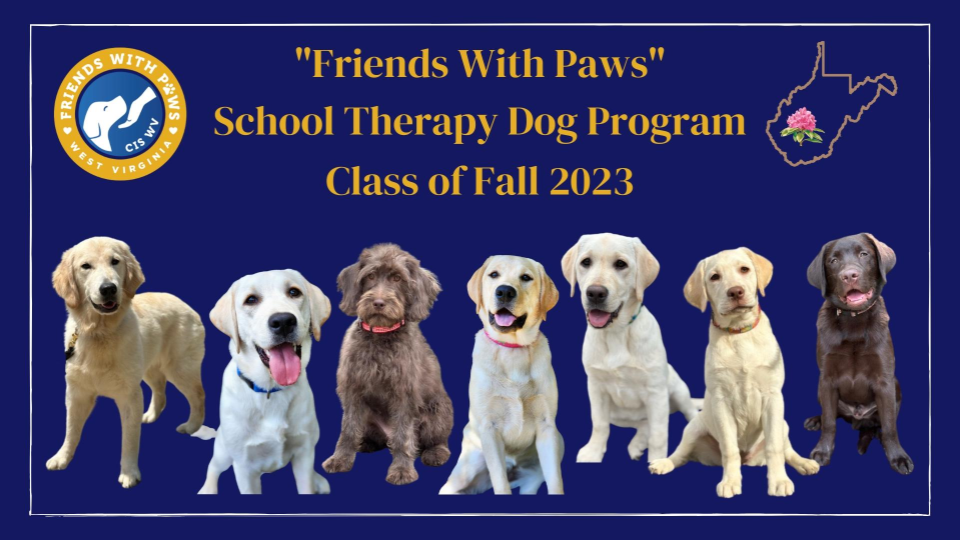 Paws therapy store